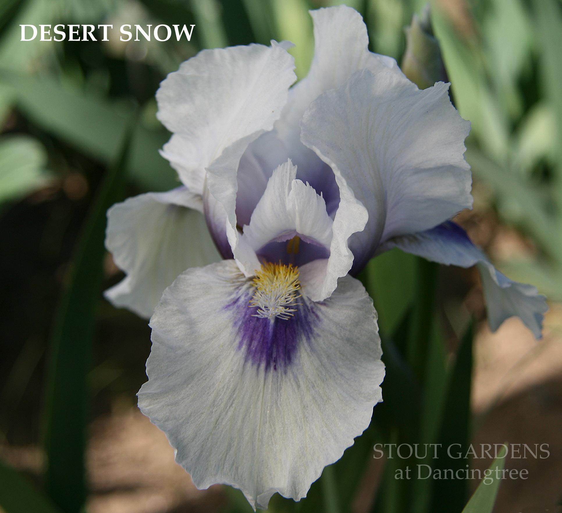 Photo of Arilbred Iris (Iris 'Desert Snow') uploaded by Calif_Sue