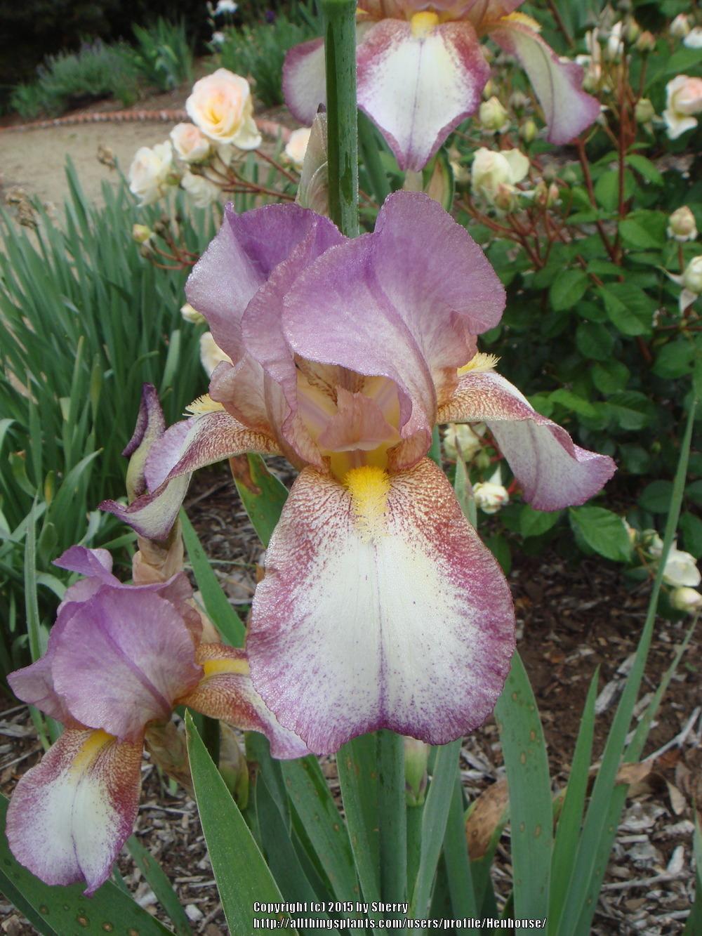 Photo of Tall Bearded Iris (Iris 'Confetti') uploaded by Henhouse