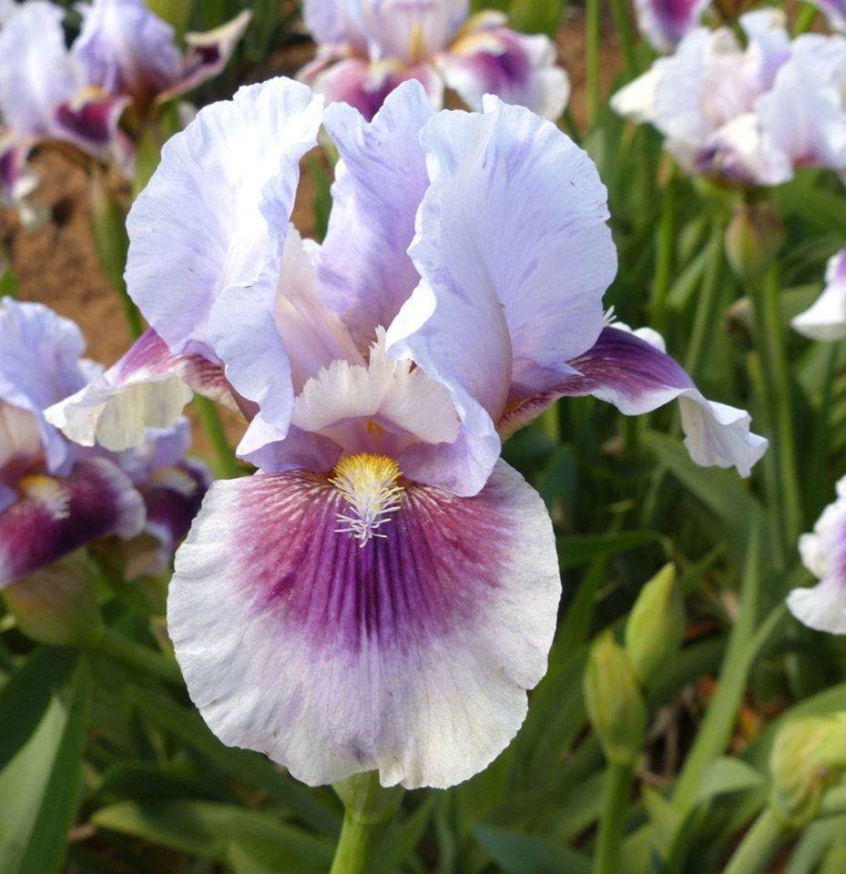 Photo of Arilbred Iris (Iris 'Free as the Wind') uploaded by Misawa77