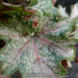 Location: Western Washington
Date: 2015-01-03
Winter leave coloration