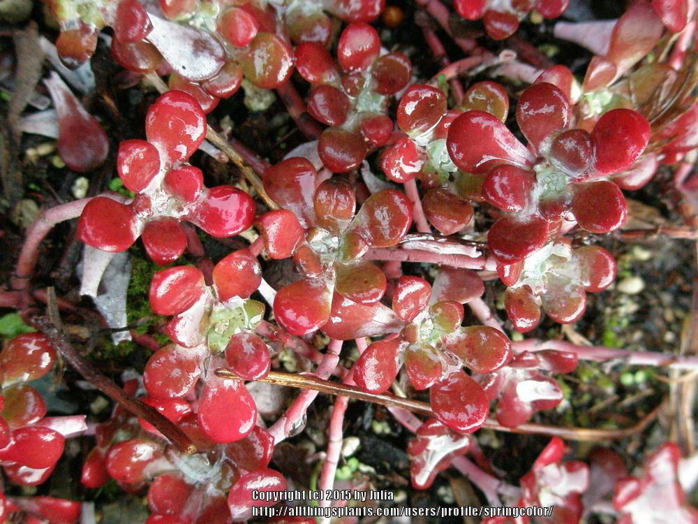 Photo of Chalk Stonecrop (Sedum spathulifolium subsp. pruinosum) uploaded by springcolor