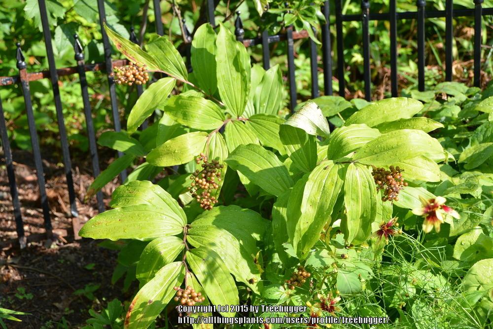 Photo of False Solomon's Seal (Maianthemum racemosum) uploaded by treehugger