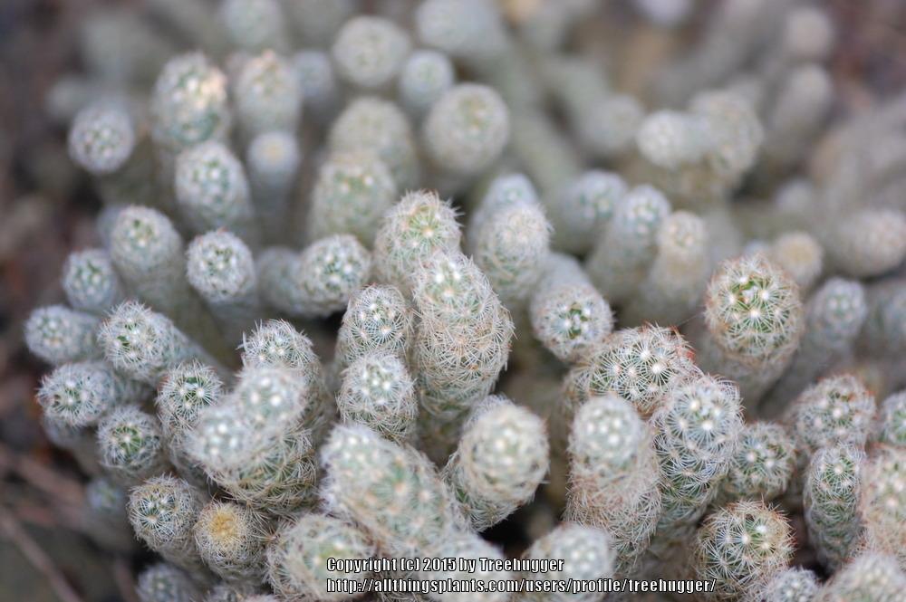 Photo of Ladyfinger Cactus (Mammillaria elongata) uploaded by treehugger