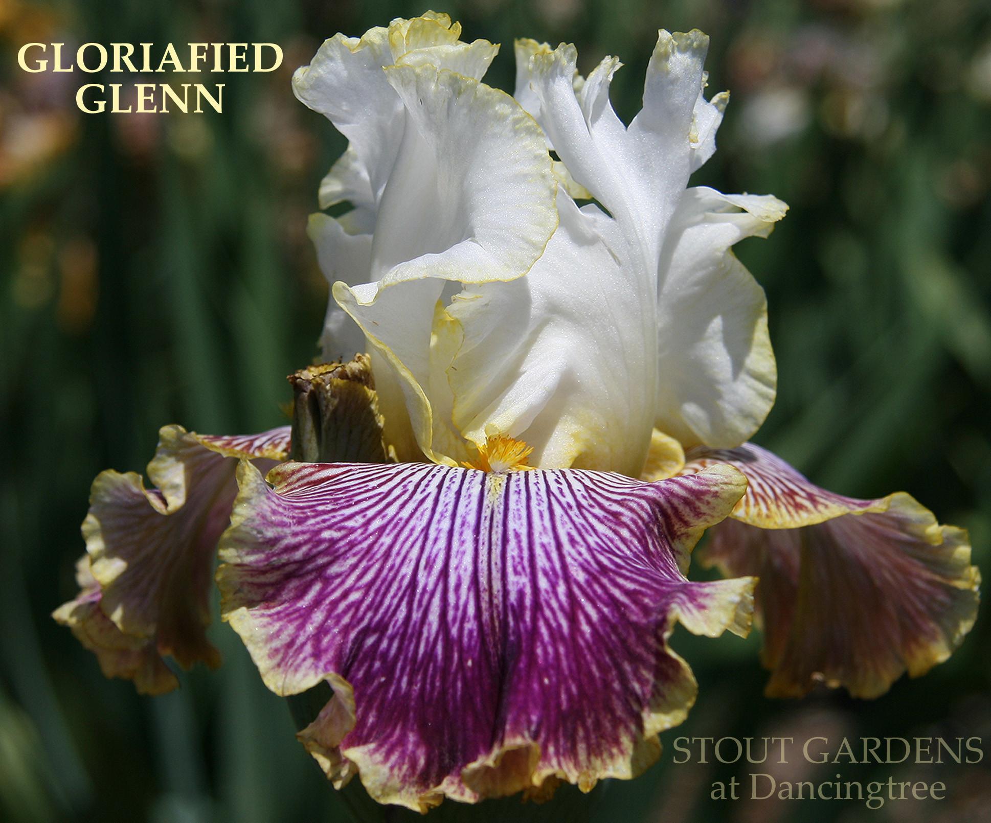 Photo of Tall Bearded Iris (Iris 'Gloriafied Glenn') uploaded by Calif_Sue