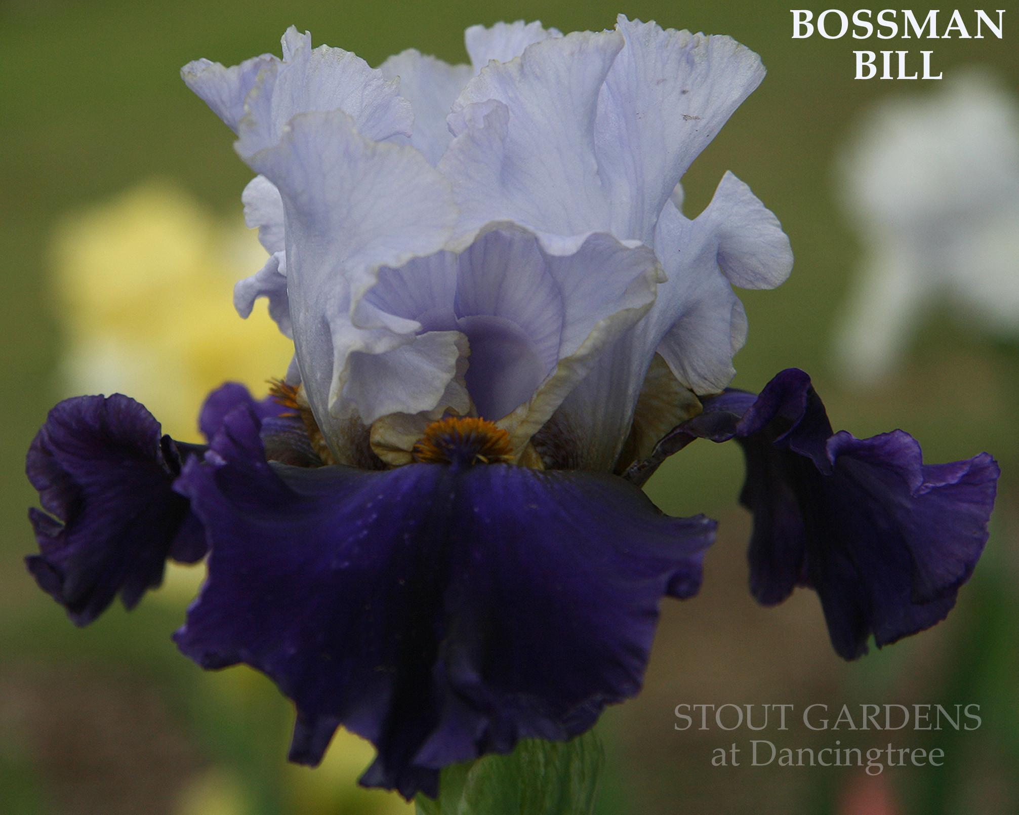 Photo of Tall Bearded Iris (Iris 'Bossman Bill') uploaded by Calif_Sue