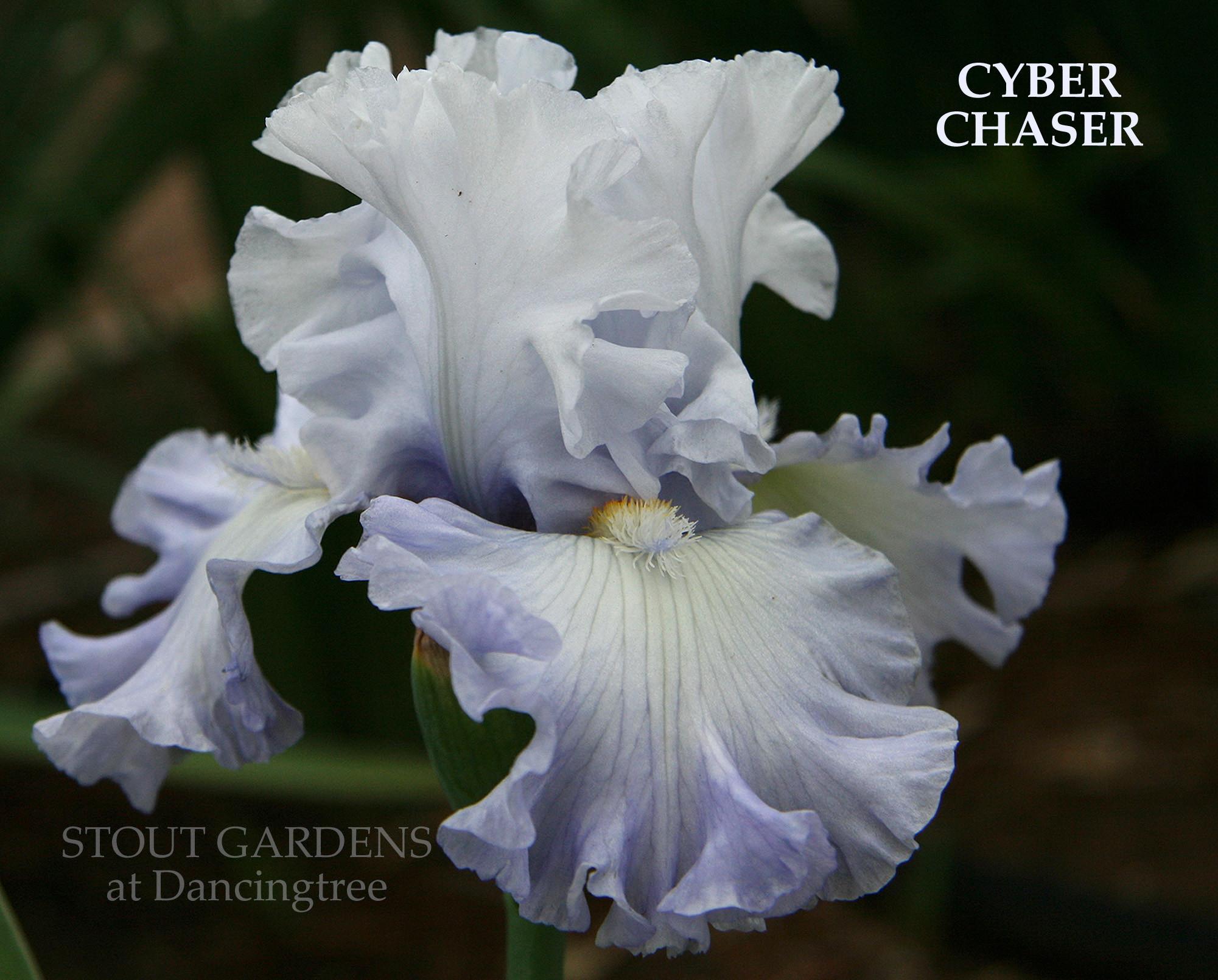 Photo of Tall Bearded Iris (Iris 'Cyber Chaser') uploaded by Calif_Sue