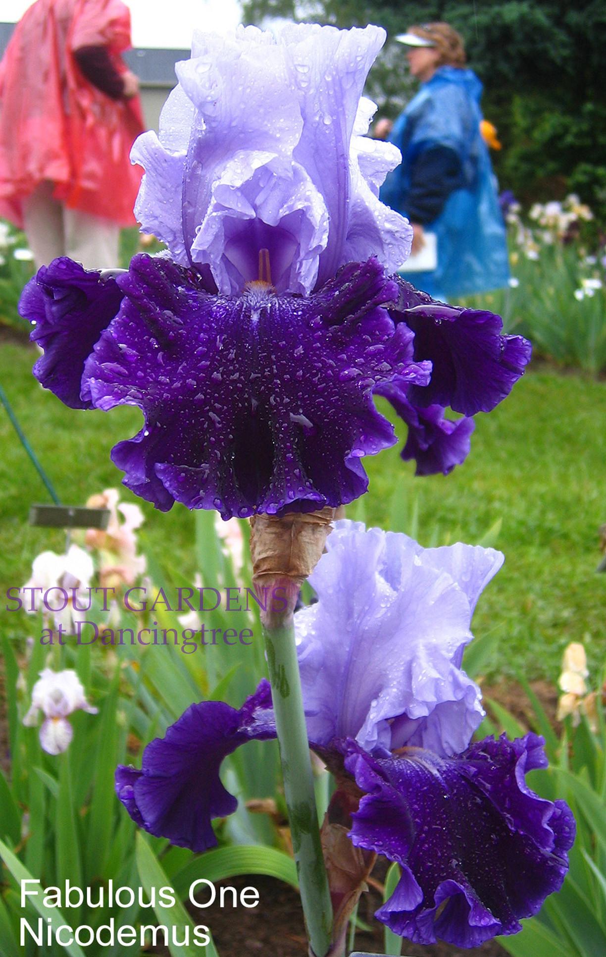 Photo of Tall Bearded Iris (Iris 'Fabulous One') uploaded by Calif_Sue
