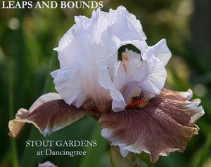 Photo of Tall Bearded Iris (Iris 'Leaps and Bounds') uploaded by Calif_Sue