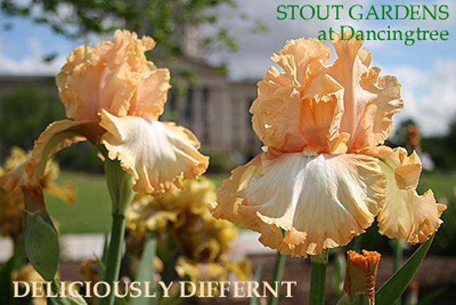 Photo of Tall Bearded Iris (Iris 'Deliciously Different') uploaded by Calif_Sue
