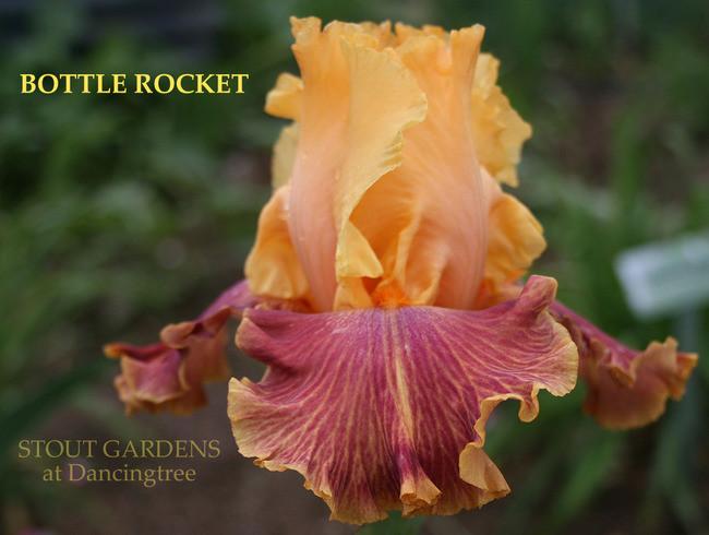 Photo of Tall Bearded Iris (Iris 'Bottle Rocket') uploaded by Calif_Sue