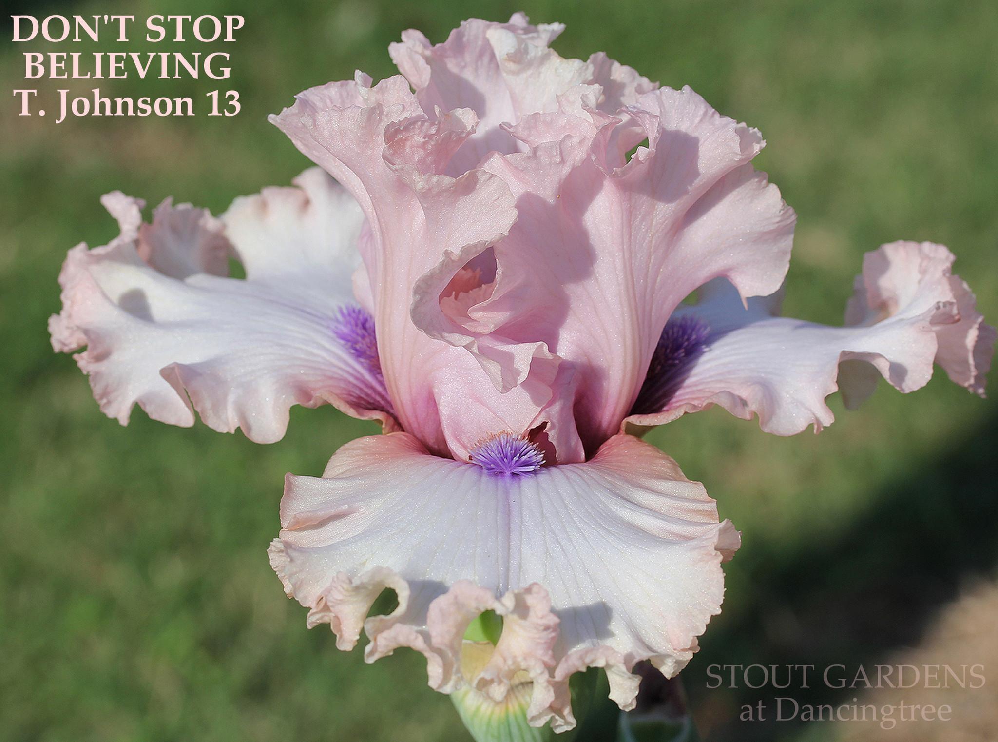 Photo of Tall Bearded Iris (Iris 'Don't Stop Believing') uploaded by Calif_Sue
