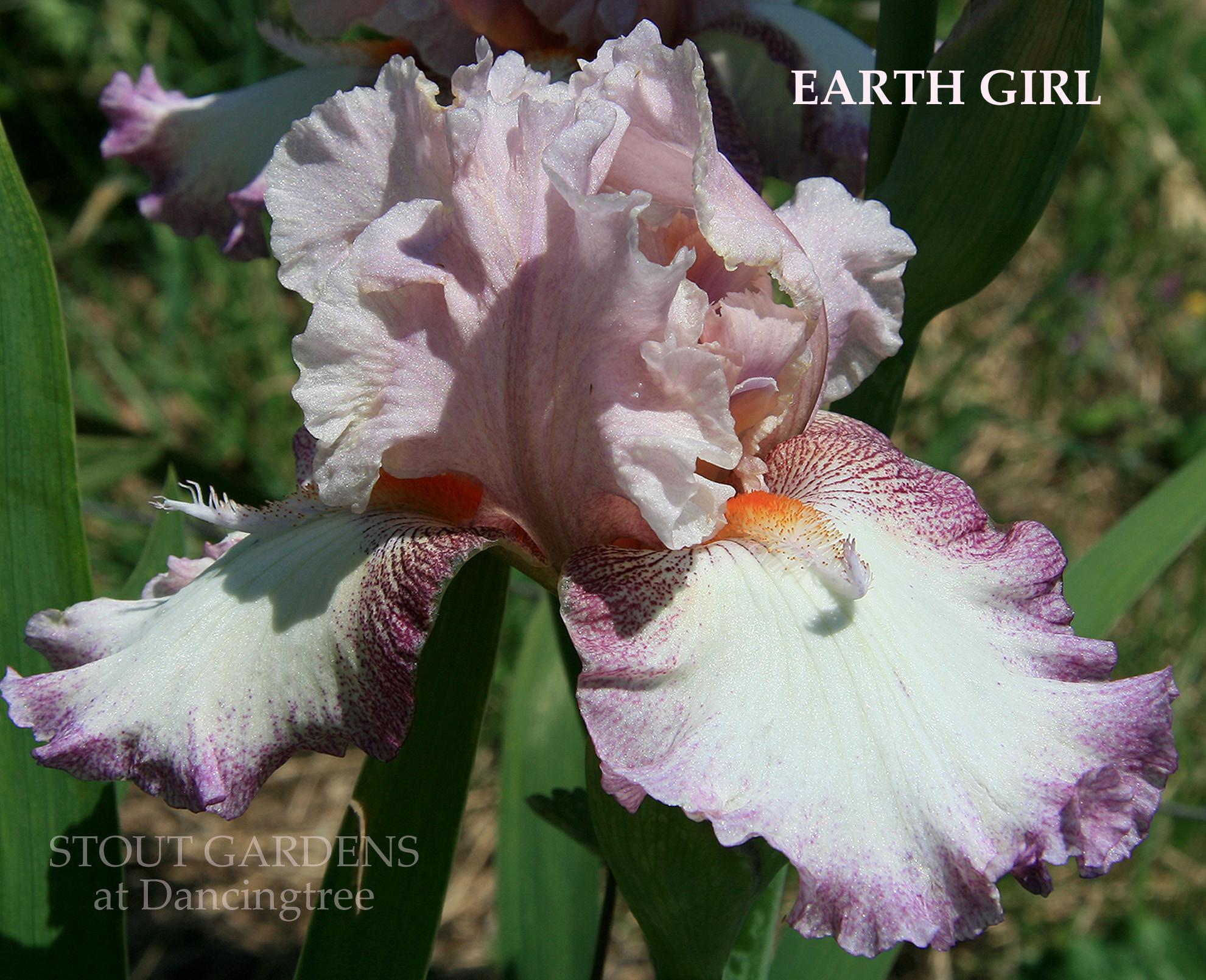 Photo of Tall Bearded Iris (Iris 'Earth Girl') uploaded by Calif_Sue