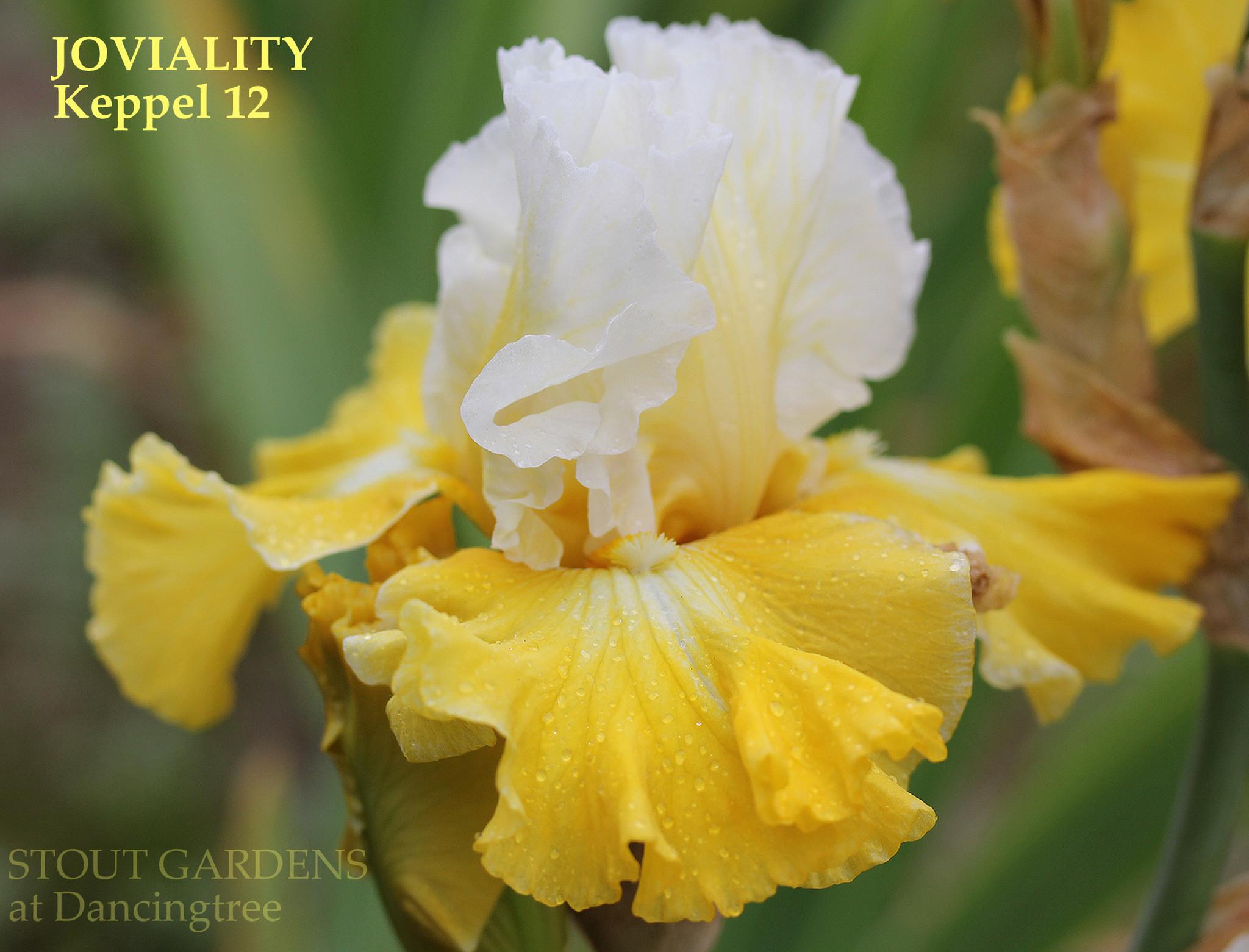 Photo of Tall Bearded Iris (Iris 'Joviality') uploaded by Calif_Sue