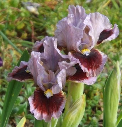 Photo of Standard Dwarf Bearded Iris (Iris 'Going in Circles') uploaded by Calif_Sue