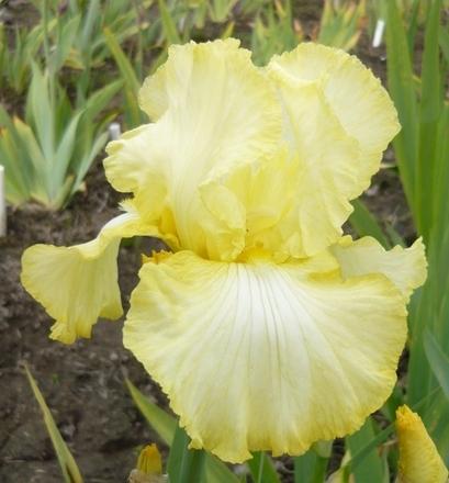 Photo of Tall Bearded Iris (Iris 'Days of Summer') uploaded by Calif_Sue