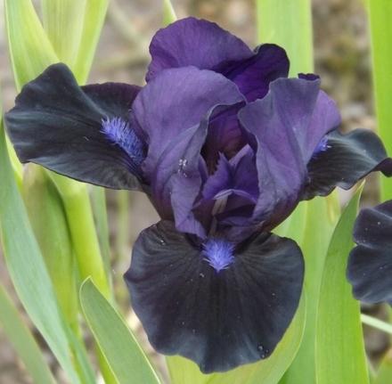 Photo of Standard Dwarf Bearded Iris (Iris 'Black Lightning') uploaded by Calif_Sue