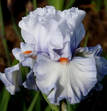 Photo of Tall Bearded Iris (Iris 'Waterline') uploaded by Calif_Sue