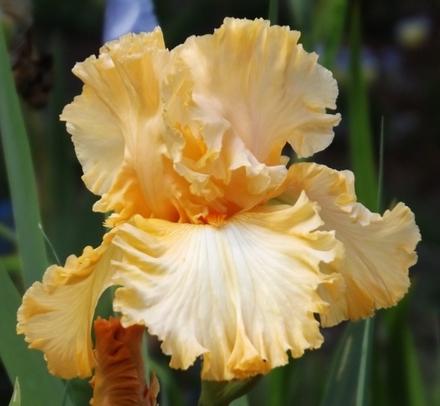 Photo of Tall Bearded Iris (Iris 'Orange Juice') uploaded by Calif_Sue