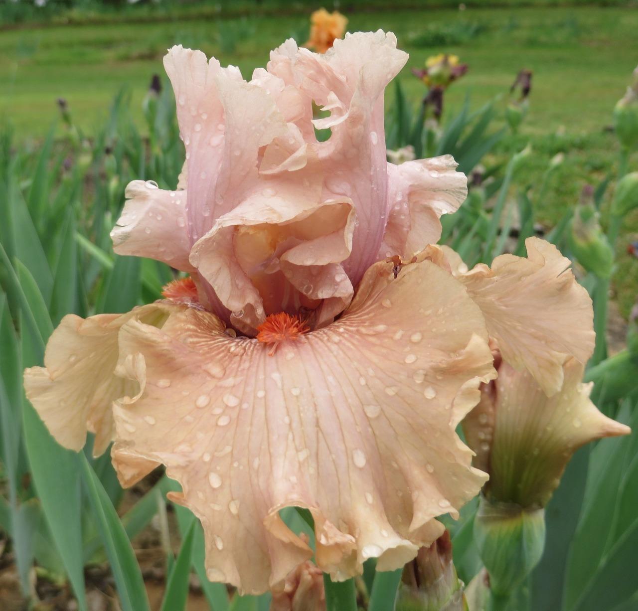 Photo of Tall Bearded Iris (Iris 'Yalobusha Desert') uploaded by Calif_Sue