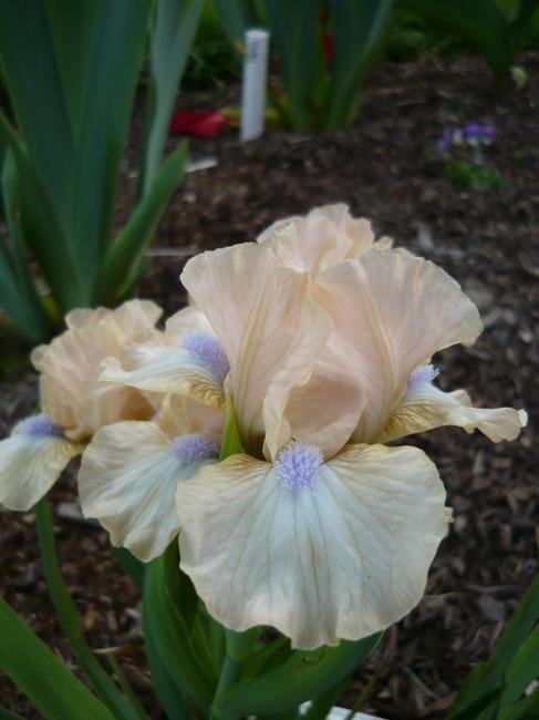 Photo of Standard Dwarf Bearded Iris (Iris 'Ahwahnee Princess') uploaded by Calif_Sue
