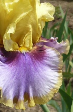 Photo of Tall Bearded Iris (Iris 'Gypsy Lady') uploaded by Calif_Sue