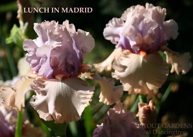 Photo of Tall Bearded Iris (Iris 'Lunch in Madrid') uploaded by Calif_Sue
