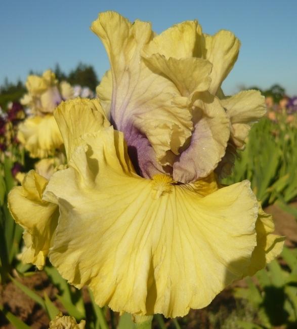 Photo of Tall Bearded Iris (Iris 'Secret Partner') uploaded by Calif_Sue