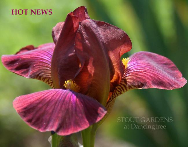 Photo of Miniature Tall Bearded Iris (Iris 'Hot News') uploaded by Calif_Sue