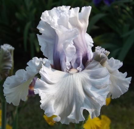 Photo of Tall Bearded Iris (Iris 'Resonance') uploaded by Calif_Sue
