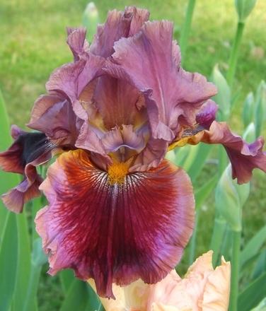 Photo of Tall Bearded Iris (Iris 'Gaudy Is Good') uploaded by Calif_Sue
