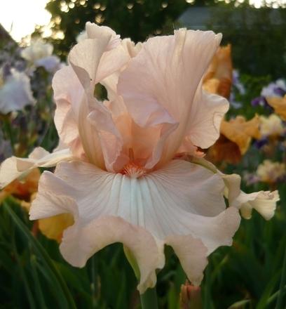 Photo of Border Bearded Iris (Iris 'Patty Ann') uploaded by Calif_Sue