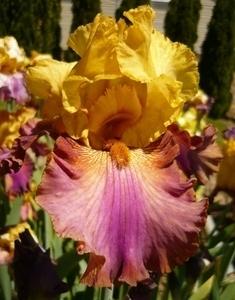 Photo of Tall Bearded Iris (Iris 'Class Clown') uploaded by Calif_Sue
