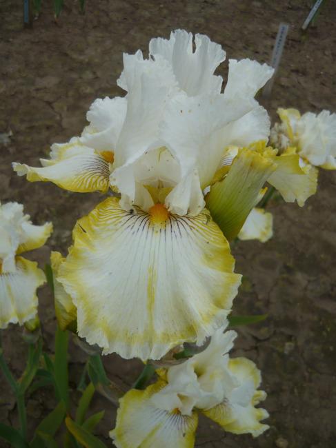 Photo of Tall Bearded Iris (Iris 'Double Ringer') uploaded by Calif_Sue