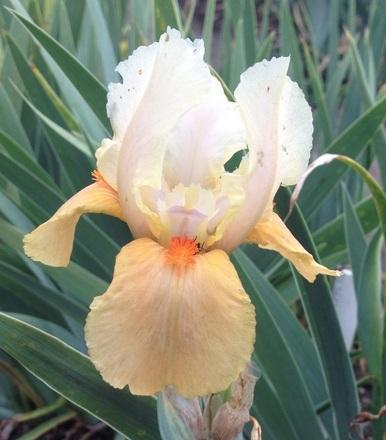 Photo of Standard Dwarf Bearded Iris (Iris 'Perpetual Indulgence') uploaded by Calif_Sue