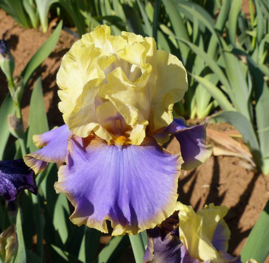 Photo of Tall Bearded Iris (Iris 'Waves of Joy') uploaded by Misawa77