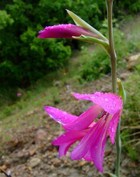 Photo of Italian Gladiolus (Gladiolus italicus) uploaded by admin