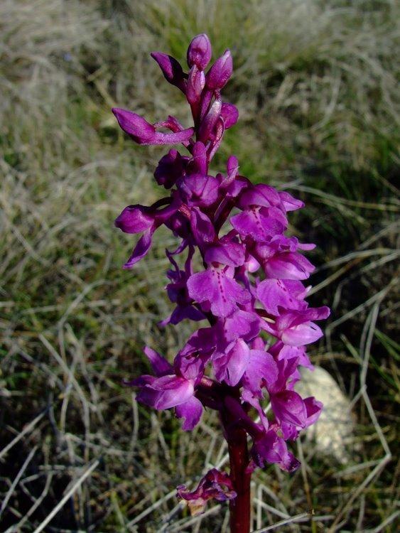 Photo of Early Purple Orchid (Orchis mascula) uploaded by admin