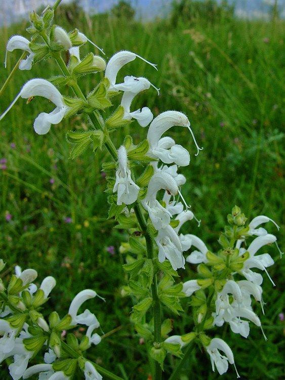 Photo of Meadow Sage (Salvia pratensis) uploaded by admin