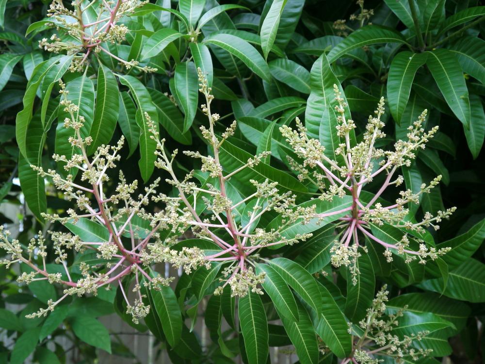 Photo of Common Mango (Mangifera indica) uploaded by dyzzypyxxy