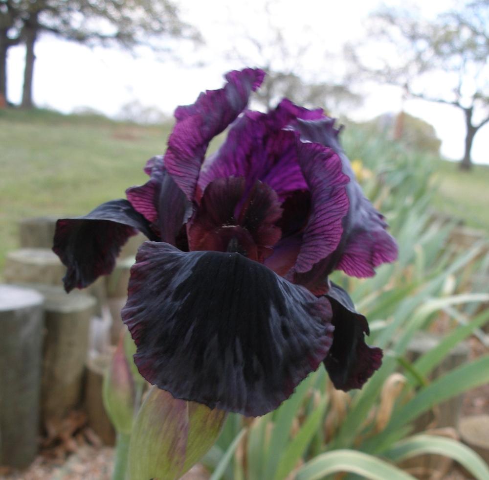Photo of Arilbred Iris (Iris 'Othmani') uploaded by needrain