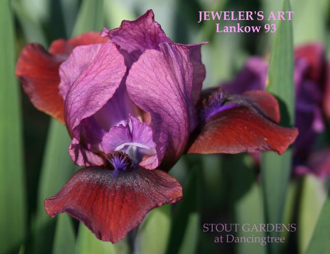 Photo of Standard Dwarf Bearded Iris (Iris 'Jeweler's Art') uploaded by Calif_Sue