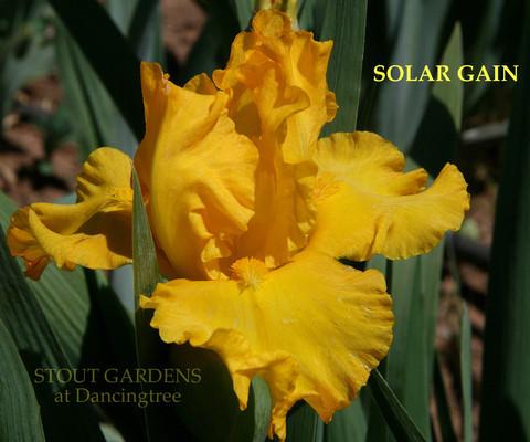 Photo of Intermediate Bearded Iris (Iris 'Solar Gain') uploaded by Calif_Sue