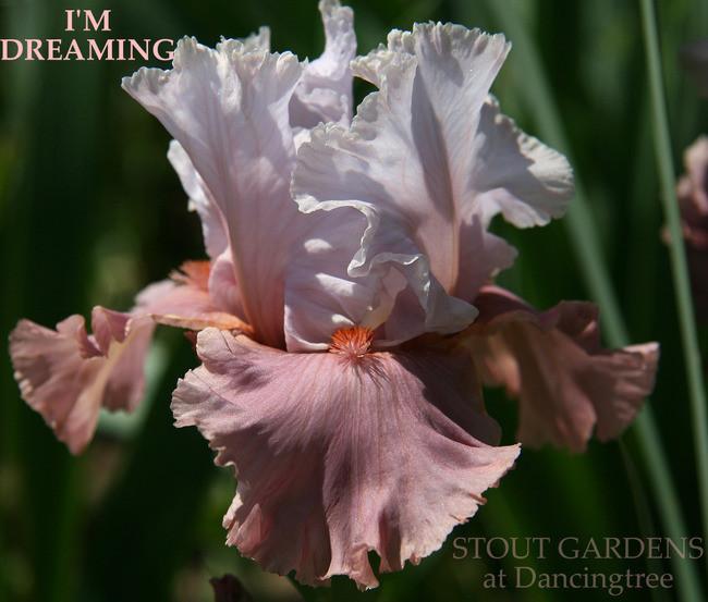 Photo of Border Bearded Iris (Iris 'I'm Dreaming') uploaded by Calif_Sue