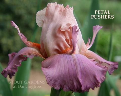 Photo of Tall Bearded Iris (Iris 'Petal Pushers') uploaded by Calif_Sue