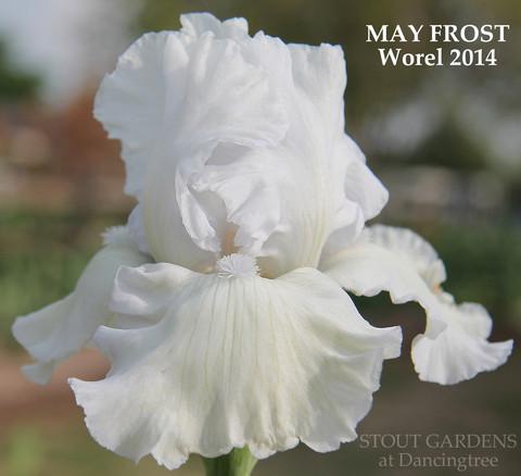 Photo of Tall Bearded Iris (Iris 'May Frost') uploaded by Calif_Sue