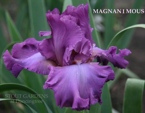 Photo of Tall Bearded Iris (Iris 'Magnanimous') uploaded by Calif_Sue