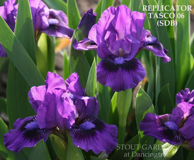 Photo of Standard Dwarf Bearded Iris (Iris 'Replicator') uploaded by Calif_Sue