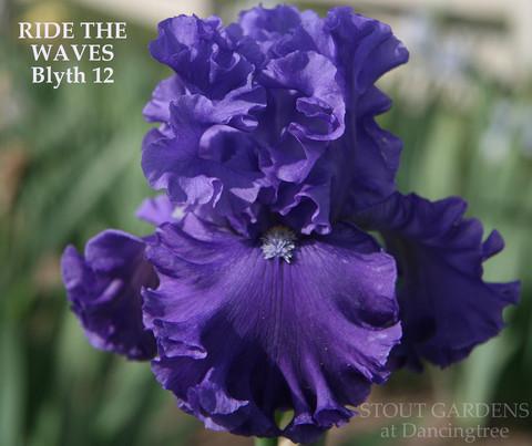Photo of Tall Bearded Iris (Iris 'Ride the Waves') uploaded by Calif_Sue