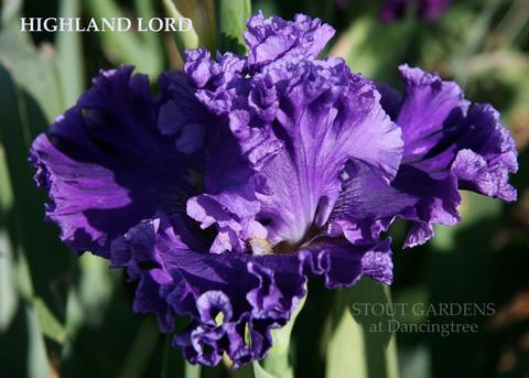 Photo of Tall Bearded Iris (Iris 'Highland Lord') uploaded by Calif_Sue