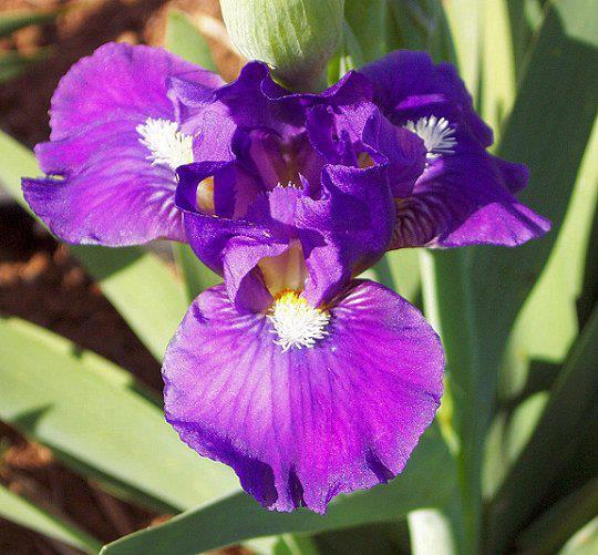 Photo of Standard Dwarf Bearded Iris (Iris 'All That Magic') uploaded by Misawa77
